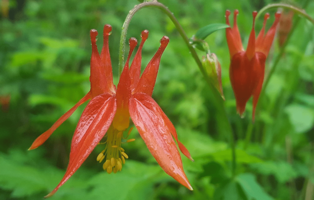 Columbine flowers in bloom, Kake AK