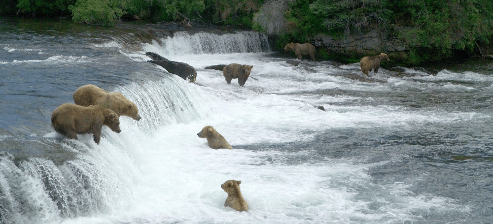 Brown bears in Alaska