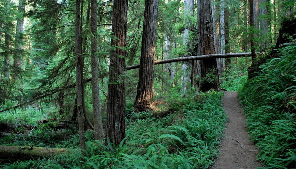 Wooded forest with hiking trail, a scene for outdoor program risk management and wilderness risk management considerations