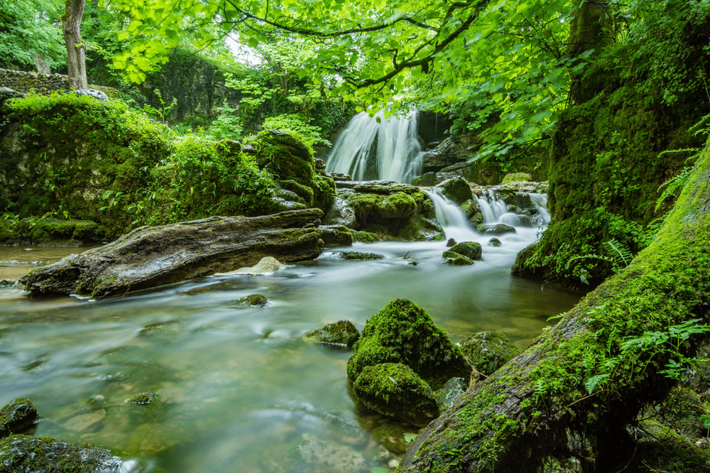 River flowing through wooded mossy forest: a risk management review can help manage hazards in contexts like this