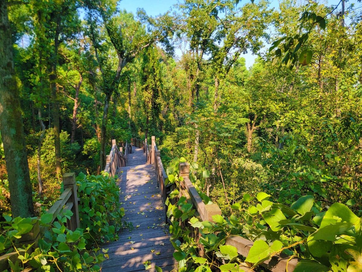 A scenic view of Dong Lake Cherry Blossom Park in Wuhan, featuring a wooden bridge nestled among lush greenery.