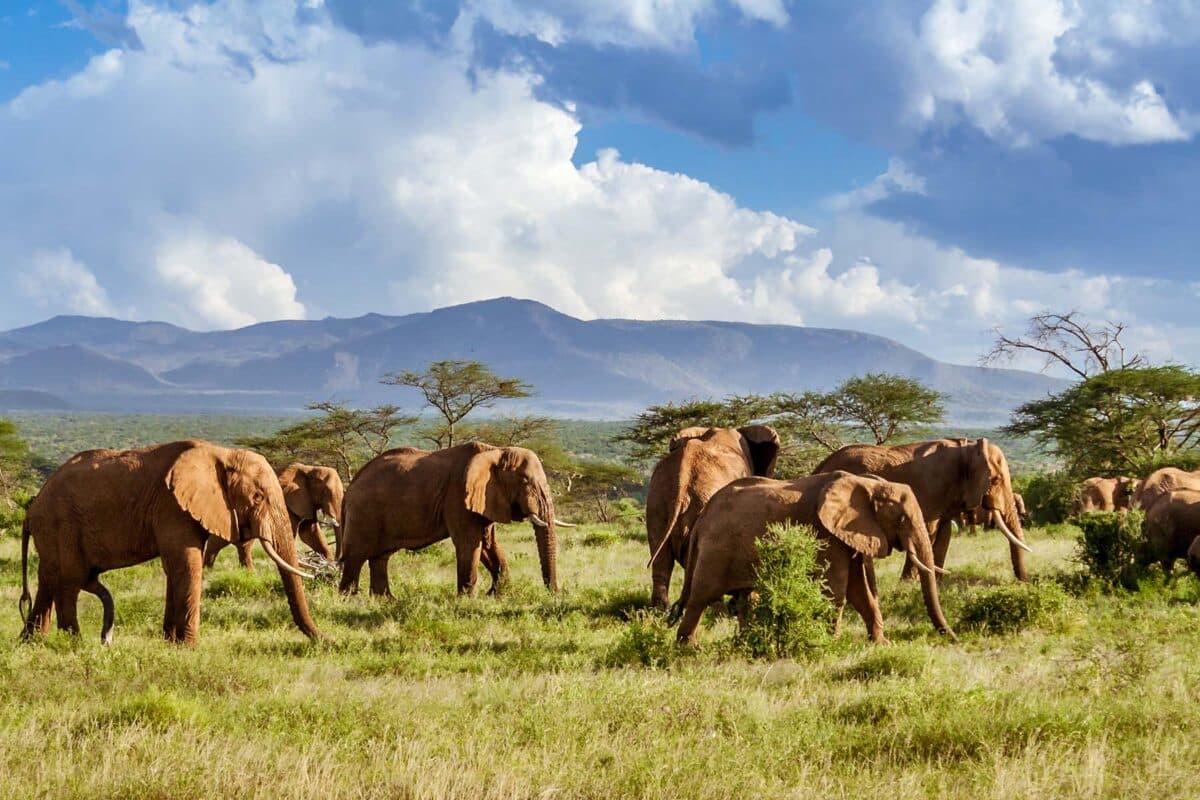 A group of elephants walking together in the wild in Zimbabwe. 